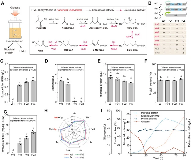 Construction and evaluation of engineered Fusarium venenatum strains for HMB biosynthesis and microbial protein production. (A) Schematic illustration of the engineered HMB biosynthetic pathway. The endogenous leucine biosynthesis pathway is shown in black, while the heterologous HMB-producing pathw