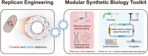 Replicon engineering-driven modular synthetic biology toolki
