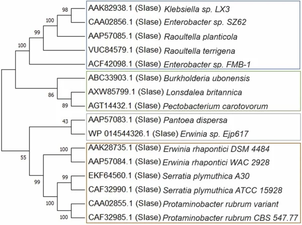 Phylogenetic analysis of SIases known to date and Lonsdalea britannica putative SIase. The evolutionary history of the taxa was inferred using the Neighbor-Joining method with a bootstrap consensus tree derived from 500 replicates. Percentages below branches show how often associated taxa are cluste