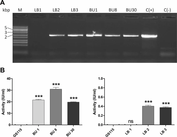 Screening of clones after transformation with pPic9K-LB or pPic9K-BU plasmids. A) PCR analysis of P. pastoris clones with universal primers (C+ and C- were controls for PCR mix). B) Activity analysis of BU and LB enzyme extracts by Somogyi-Nelson method, using sucrose as substrate (P. pastoris GS115