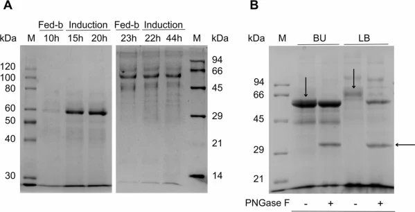 Protein profile analysis of enzyme extracts obtained from P. pastoris bioreactor cultures. A) Protein expression profiles during bioreactor cultivation. Samples were taken at the end of the fed-batch phase (in the presence of the inducer), at an intermediate point of the induction stage, and at the