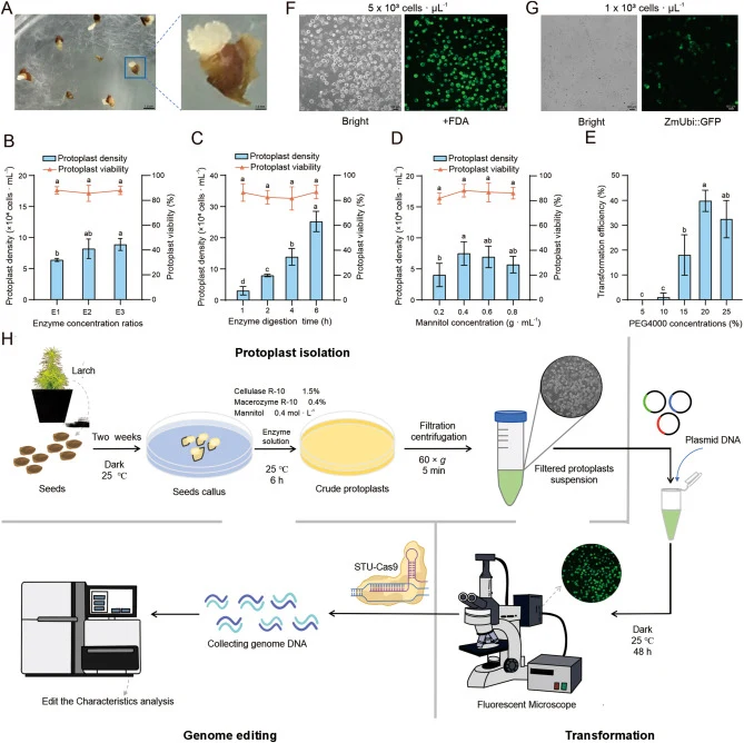 Establishing an efficient protoplast transient expression system in larch (A) Induction of larch callus. (B–D) Effects of different enzyme concentration ratios (B), enzymatic hydrolysis times (C), and mannitol concentrations (D) on larch protoplast density and protoplast activity. E1, 1.5% Cellulase