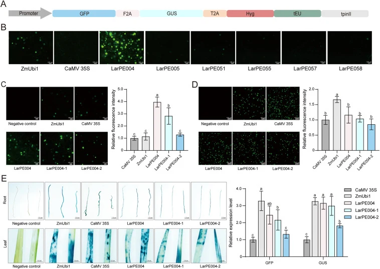 Mining and identification of highly active endogenous promoters in larch (A) Schematic diagram of the promoter reporter vector. The promoter represents 41 larch promoters, the corresponding truncated LarPE004 promoter, the CaMV 35S promoter, and the ZmUbi1 promoter. (B) Expression level of GFP after