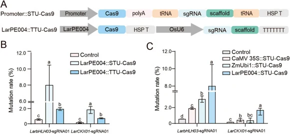 STU-Cas9 system editing activity analysis based on different promoters (A) Schematic diagram of genome editing vectors for the larch STU-Cas9 and TTU-Cas9 systems. The promoter represents the CaMV 35S promoter, the ZmUbi1 promoter, or the LarPE004 promoter. (B) Analysis of editing activity at the ge