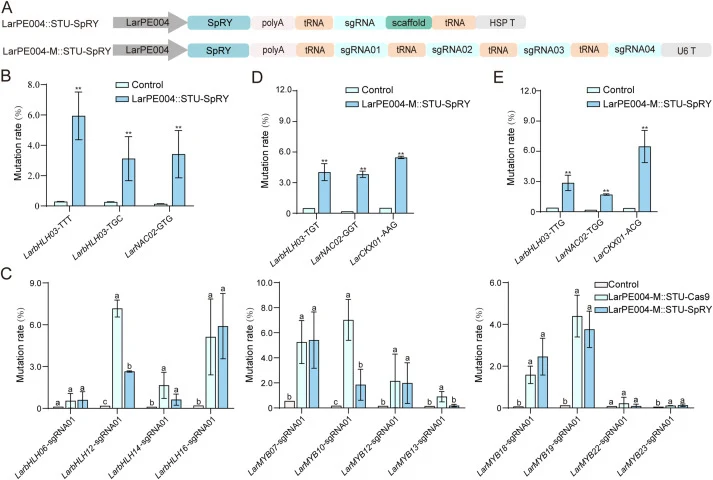 Gene editing of STU-Cas9 systems based on different Cas9 nucleases (A) Schematic diagram of editing expression vectors for the larch STU-SpRY systems. (B) Analysis of editing activity at multiple PAM sites using the LarPE004::STU-SpRY system. (C) Analysis of multiplex editing activity of the LarPE00