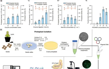 落叶松高效CRISPR-Cas基因组编辑系统的开发与活性评价