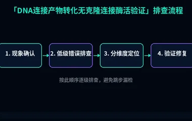 DNA连接产物转化无克隆连接酶活验证