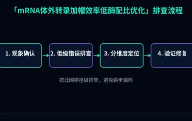 mRNA体外转录加帽效率低酶配比优化